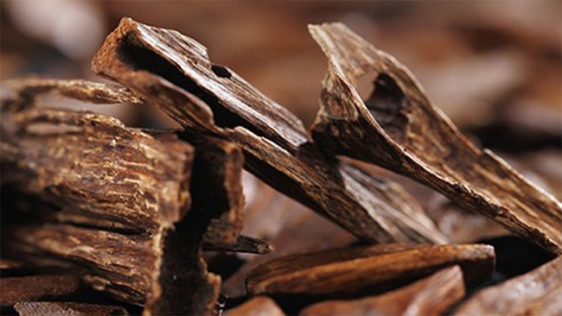 Trầm hương là phần gỗ chứa nhiều nhựa thơm trên thân cây Dó Bầu