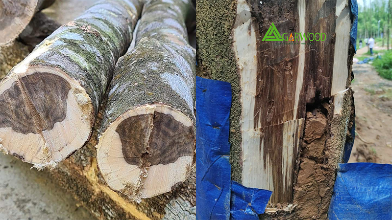 Trầm hương là phần gỗ chứa nhiều nhựa thơm trên thân cây Dó Bầu