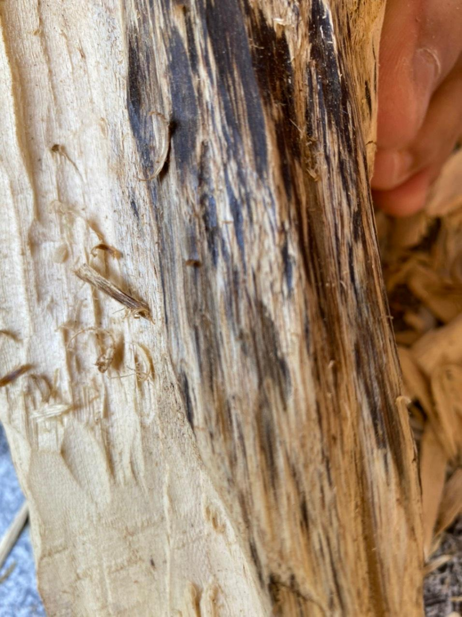 Phần mạc gỗ Dó Bầu thu được sau khi xỉa Trầm sẽ được thu nhặt lại để chế biến thành Nhang Trầm Hương